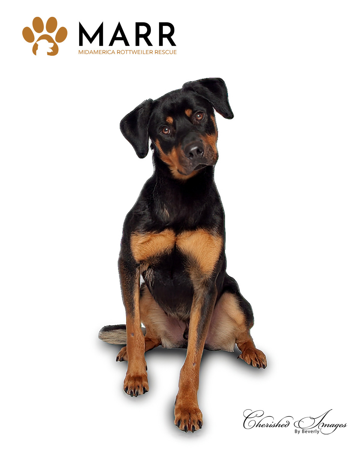 Achilles, an adoptable Rottweiler in Lincoln, NE, 68506 | Photo Image 1