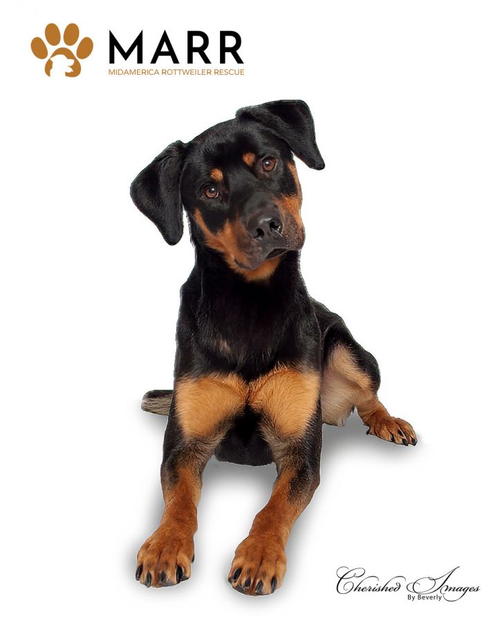 Achilles, an adoptable Rottweiler in Lincoln, NE_image-3