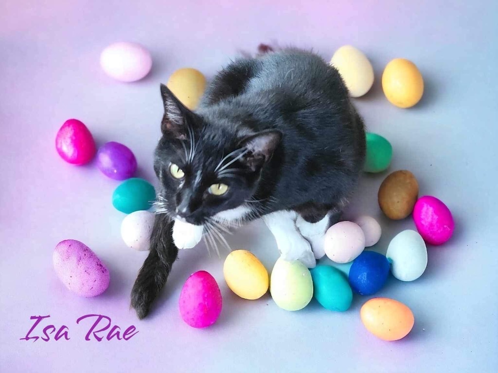 Isa Rae, an adoptable Domestic Short Hair in Nashville, GA, 31639 | Photo Image 1