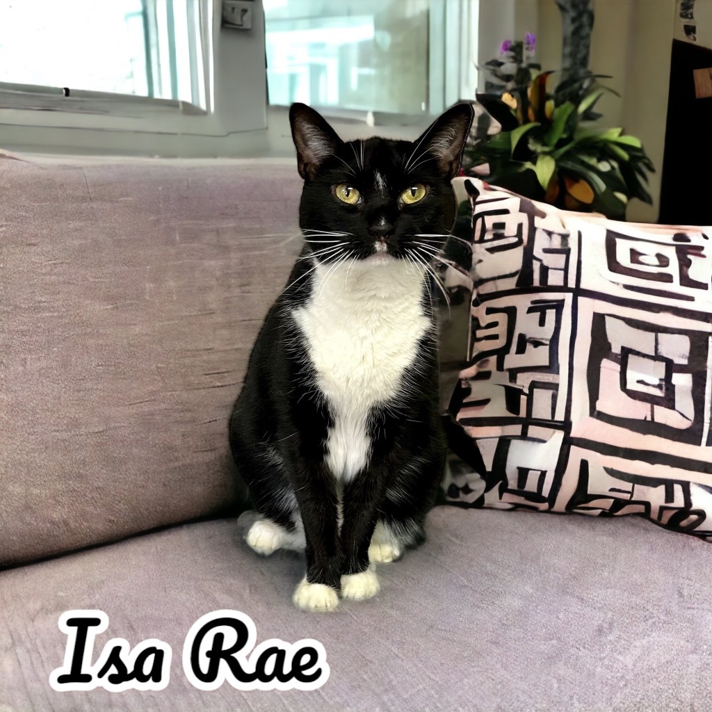 Isa Rae, an adoptable Domestic Short Hair in Nashville, GA, 31639 | Photo Image 3