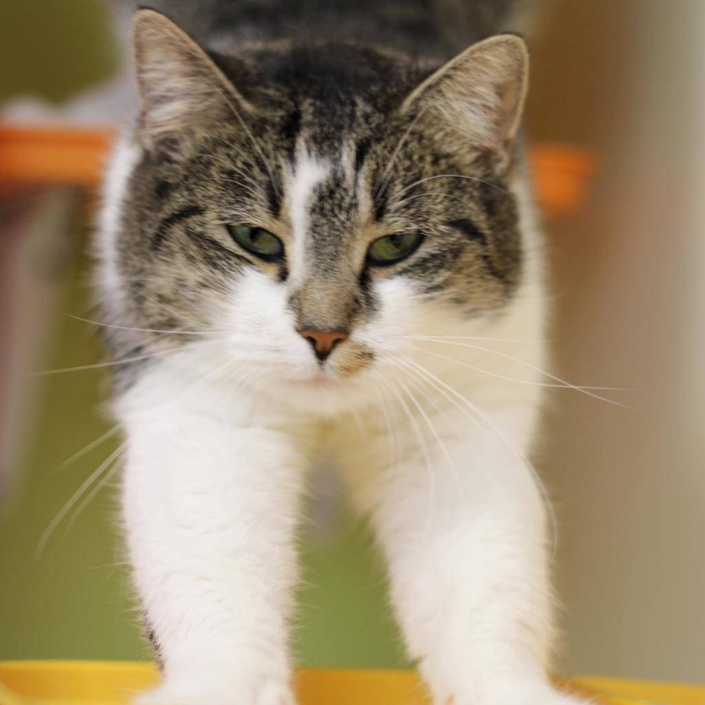 Peaches - MISSING, an adoptable Domestic Short Hair in Lynchburg, VA, 24502 | Photo Image 1