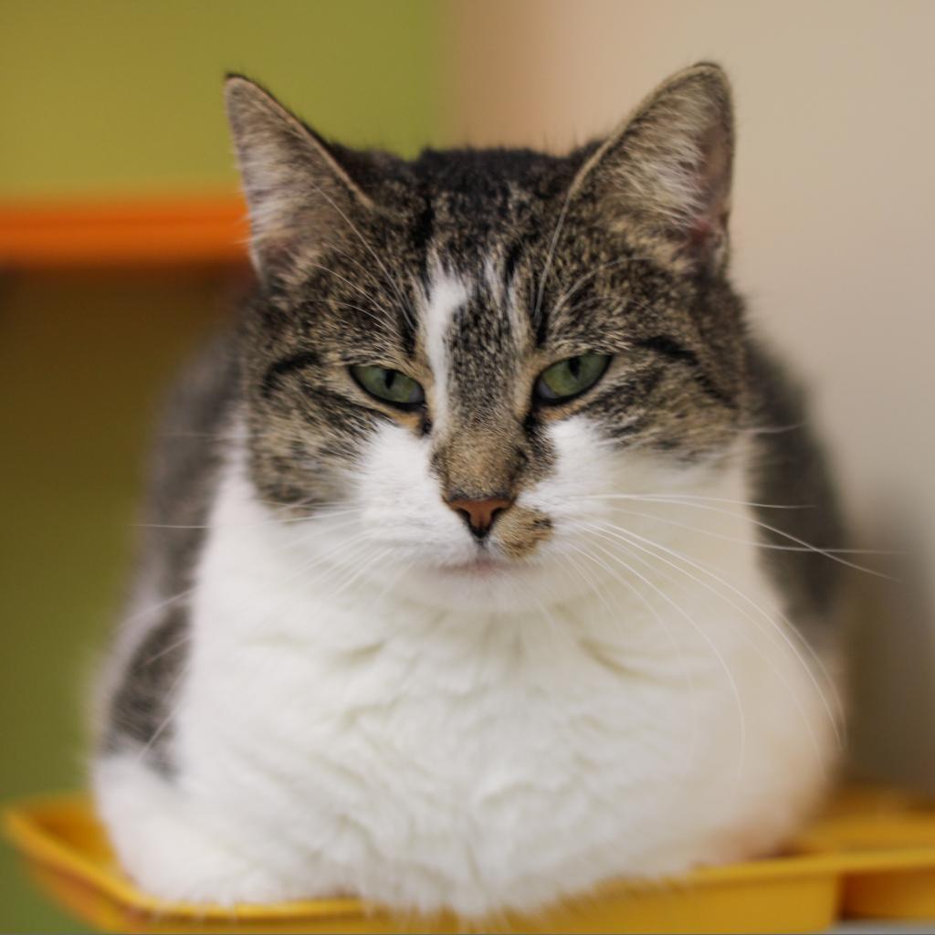 Peaches - MISSING, an adoptable Domestic Short Hair in Lynchburg, VA, 24502 | Photo Image 2