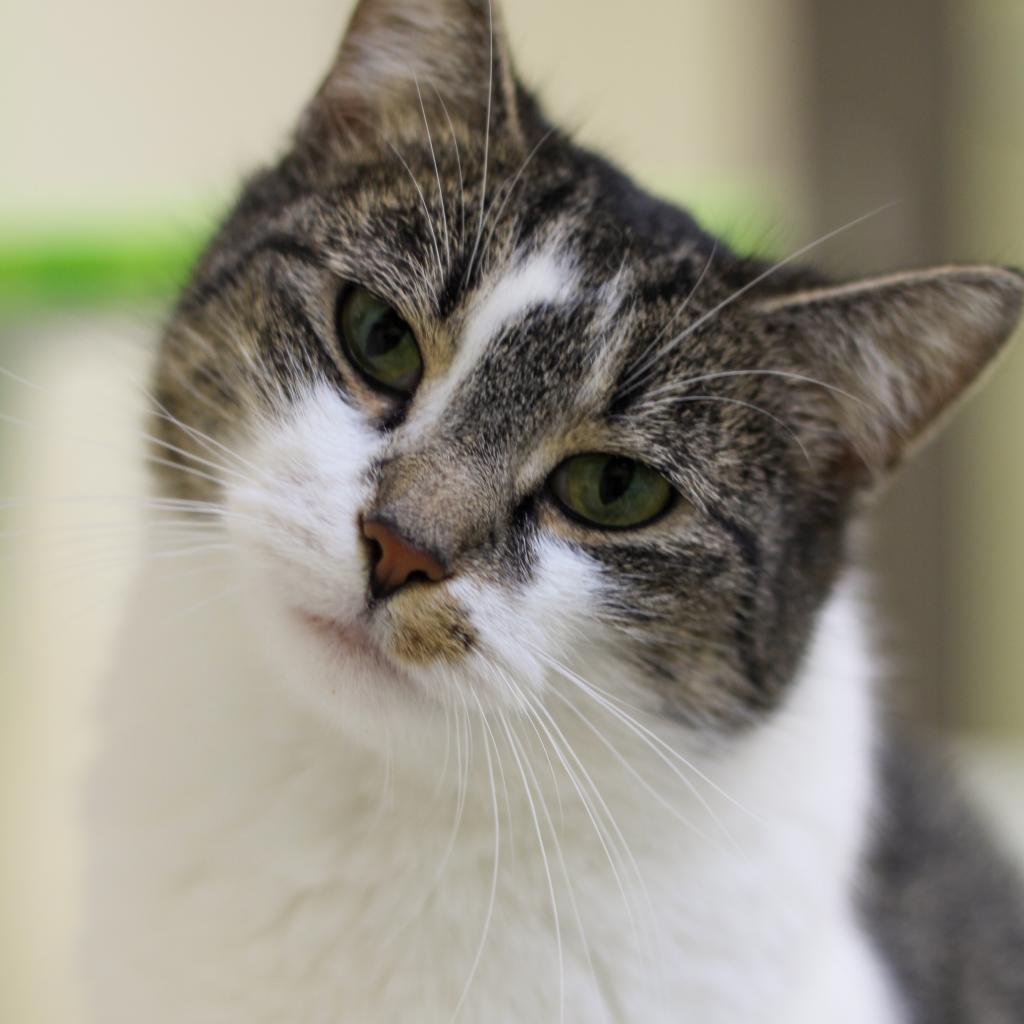 Peaches - MISSING, an adoptable Domestic Short Hair in Lynchburg, VA, 24502 | Photo Image 3