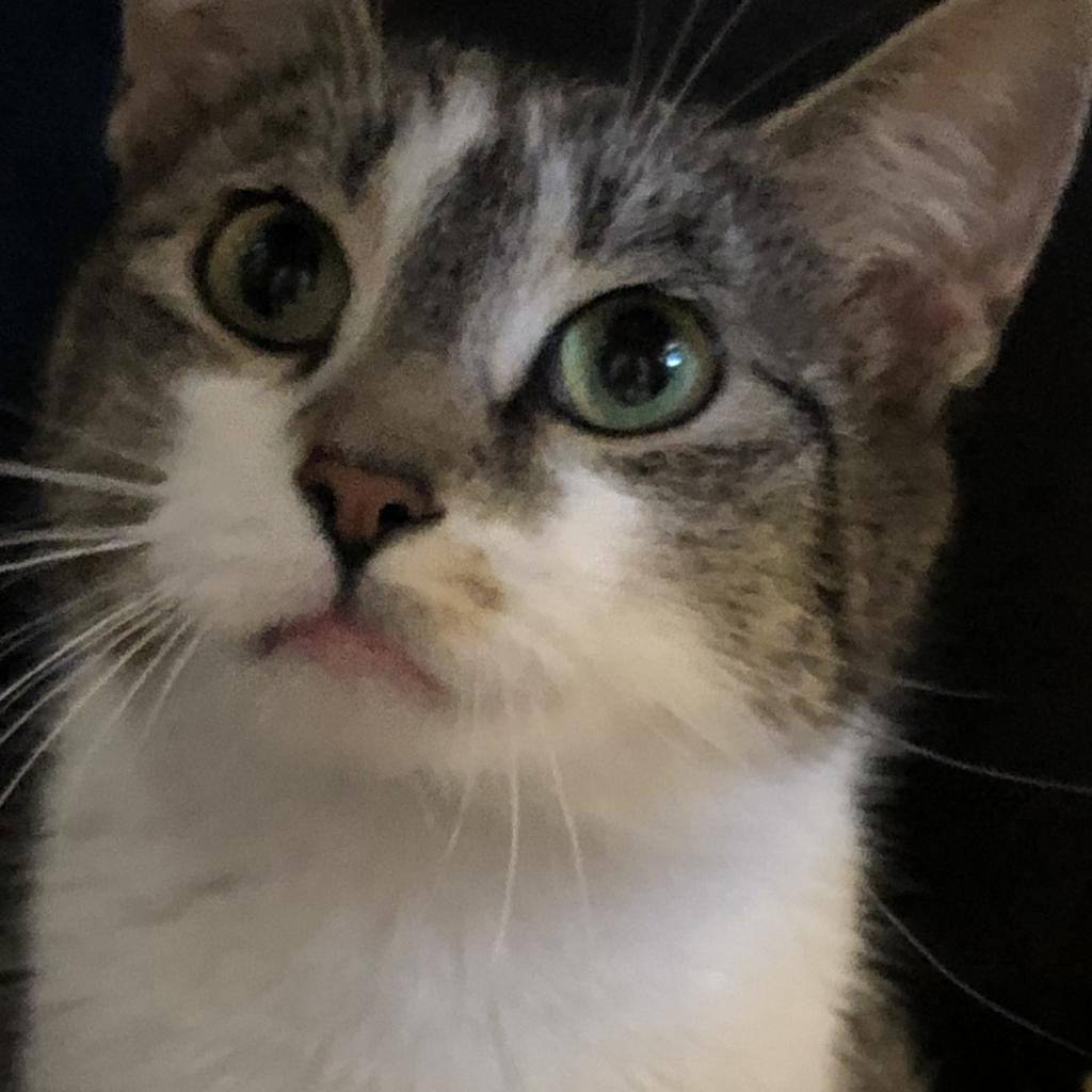 Peaches - MISSING, an adoptable Domestic Short Hair in Lynchburg, VA, 24502 | Photo Image 4