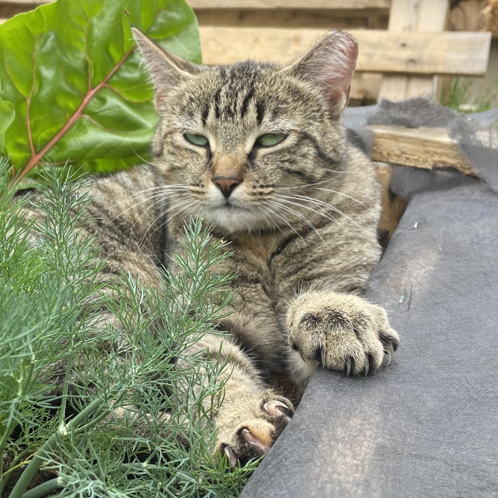 Loki - MISSING, an adoptable American Shorthair in Lynchburg, VA, 24502 | Photo Image 1