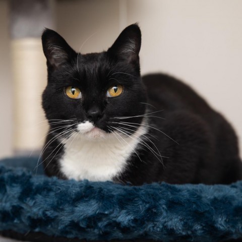 Hobie Brown, an adoptable Domestic Short Hair in Salt Lake City, UT, 84106 | Photo Image 1