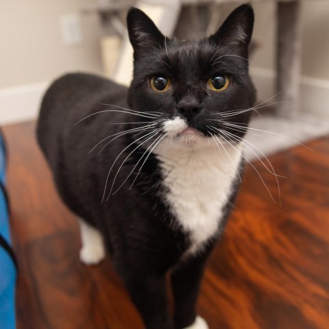 Hobie Brown, an adoptable Domestic Short Hair in Salt Lake City, UT, 84106 | Photo Image 2