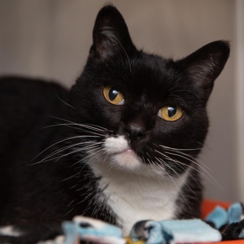 Hobie Brown, an adoptable Domestic Short Hair in Salt Lake City, UT, 84106 | Photo Image 3