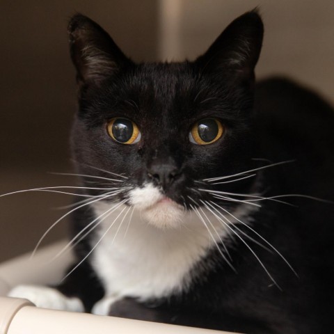 Hobie Brown, an adoptable Domestic Short Hair in Salt Lake City, UT, 84106 | Photo Image 4