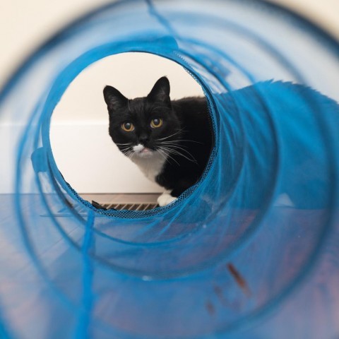 Hobie Brown, an adoptable Domestic Short Hair in Salt Lake City, UT, 84106 | Photo Image 6