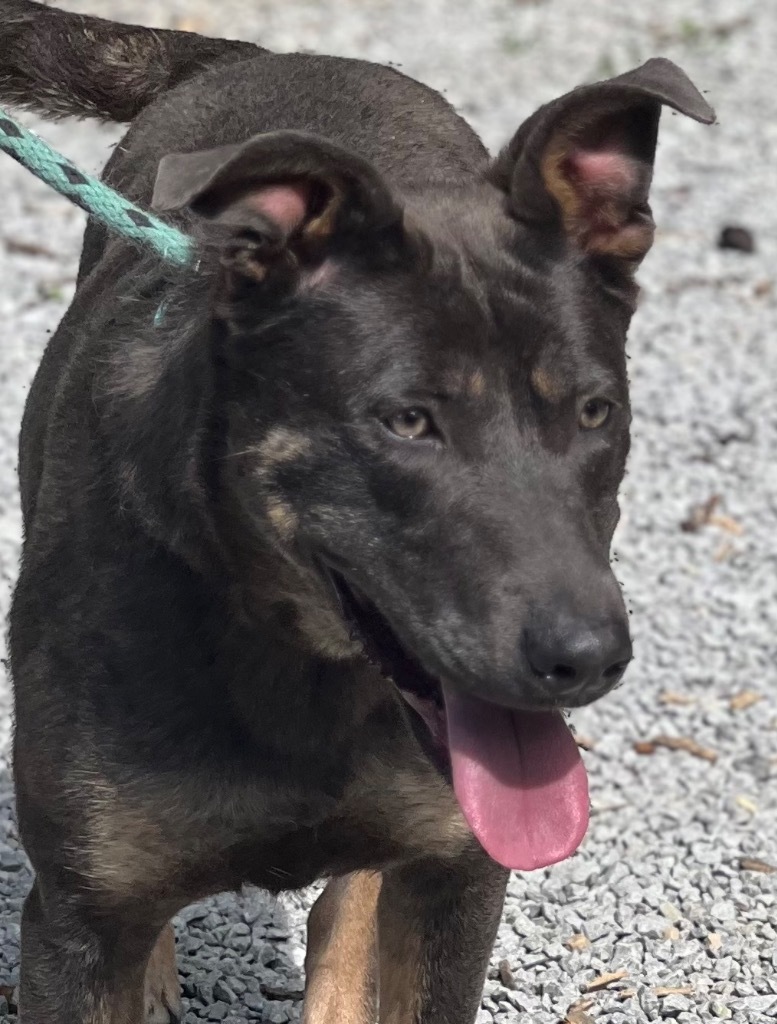 SUNNY, an adoptable German Shepherd Dog, Carolina Dog in Crossville, TN, 38557 | Photo Image 1