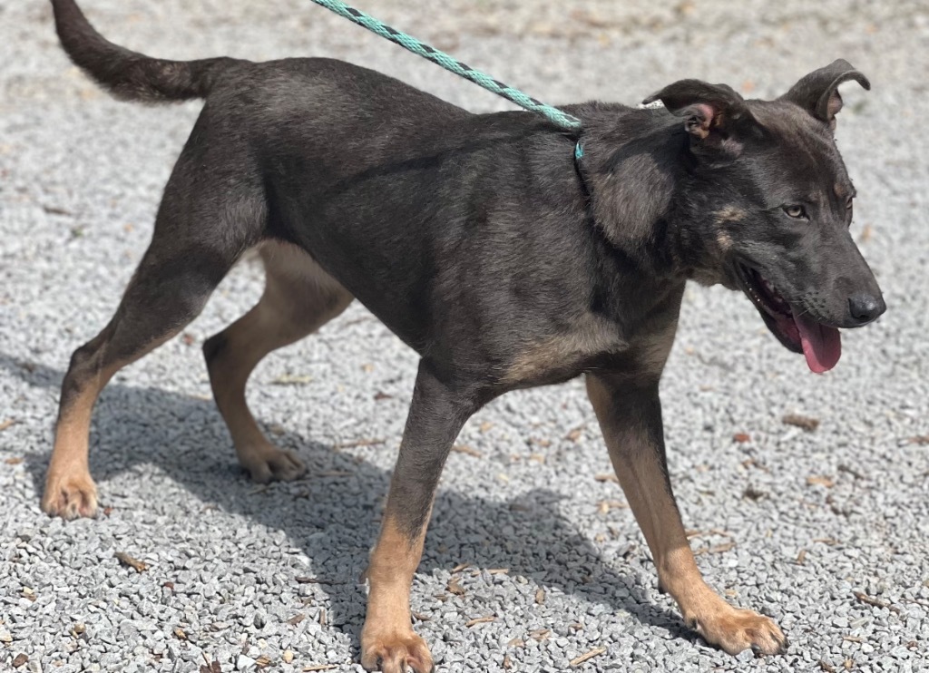 SUNNY, an adoptable German Shepherd Dog, Carolina Dog in Crossville, TN, 38557 | Photo Image 2