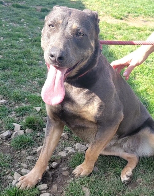 SUNNY, an adoptable German Shepherd Dog, Carolina Dog in Crossville, TN, 38557 | Photo Image 4