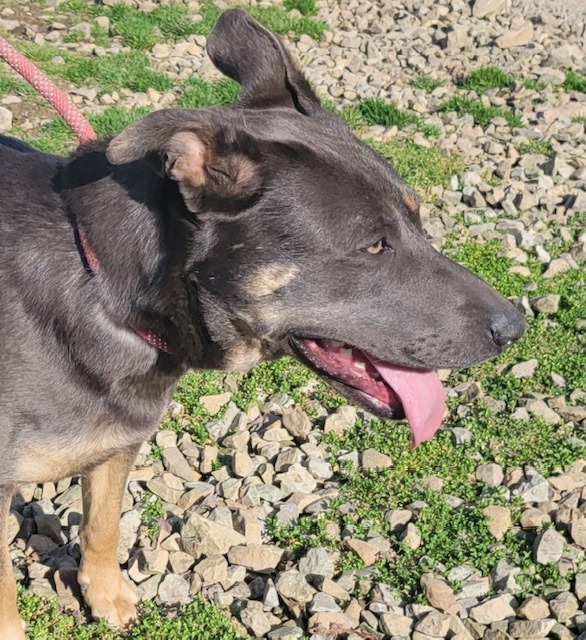 SUNNY, an adoptable German Shepherd Dog, Carolina Dog in Crossville, TN, 38557 | Photo Image 5