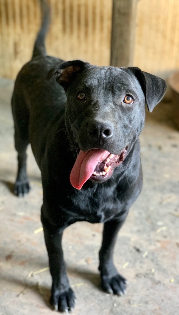 STORM (THOR), an adoptable Labrador Retriever, Mixed Breed in Crossville, TN, 38557 | Photo Image 1