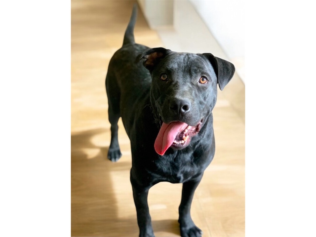 STORM (THOR), an adoptable Labrador Retriever, Mixed Breed in Crossville, TN, 38557 | Photo Image 1