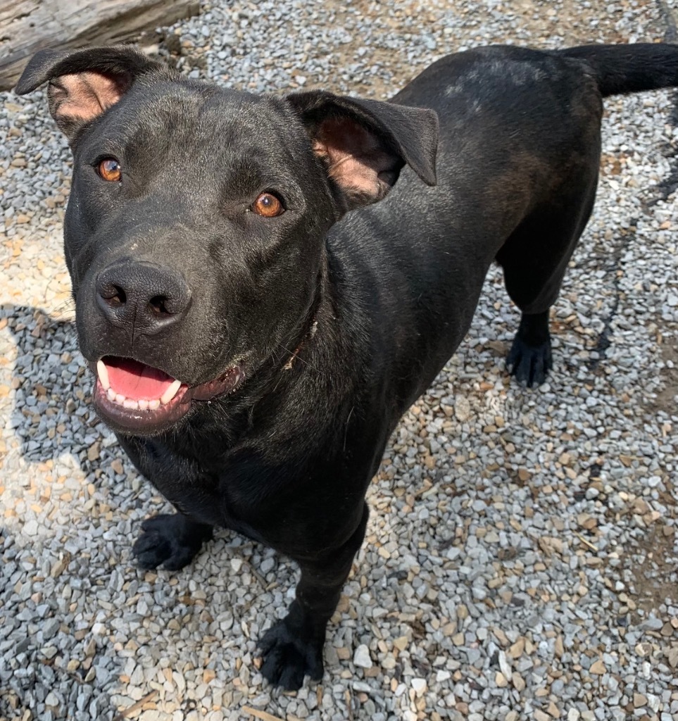 STORM (THOR), an adoptable Labrador Retriever, Mixed Breed in Crossville, TN, 38557 | Photo Image 2