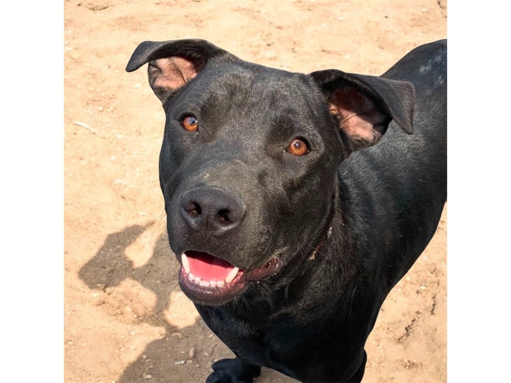 STORM (THOR), an adoptable Labrador Retriever, Mixed Breed in Crossville, TN, 38557 | Photo Image 2