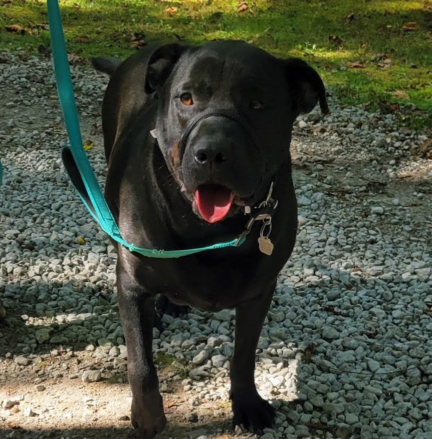 STORM, an adoptable Labrador Retriever, Mixed Breed in Crossville, TN, 38557 | Photo Image 4