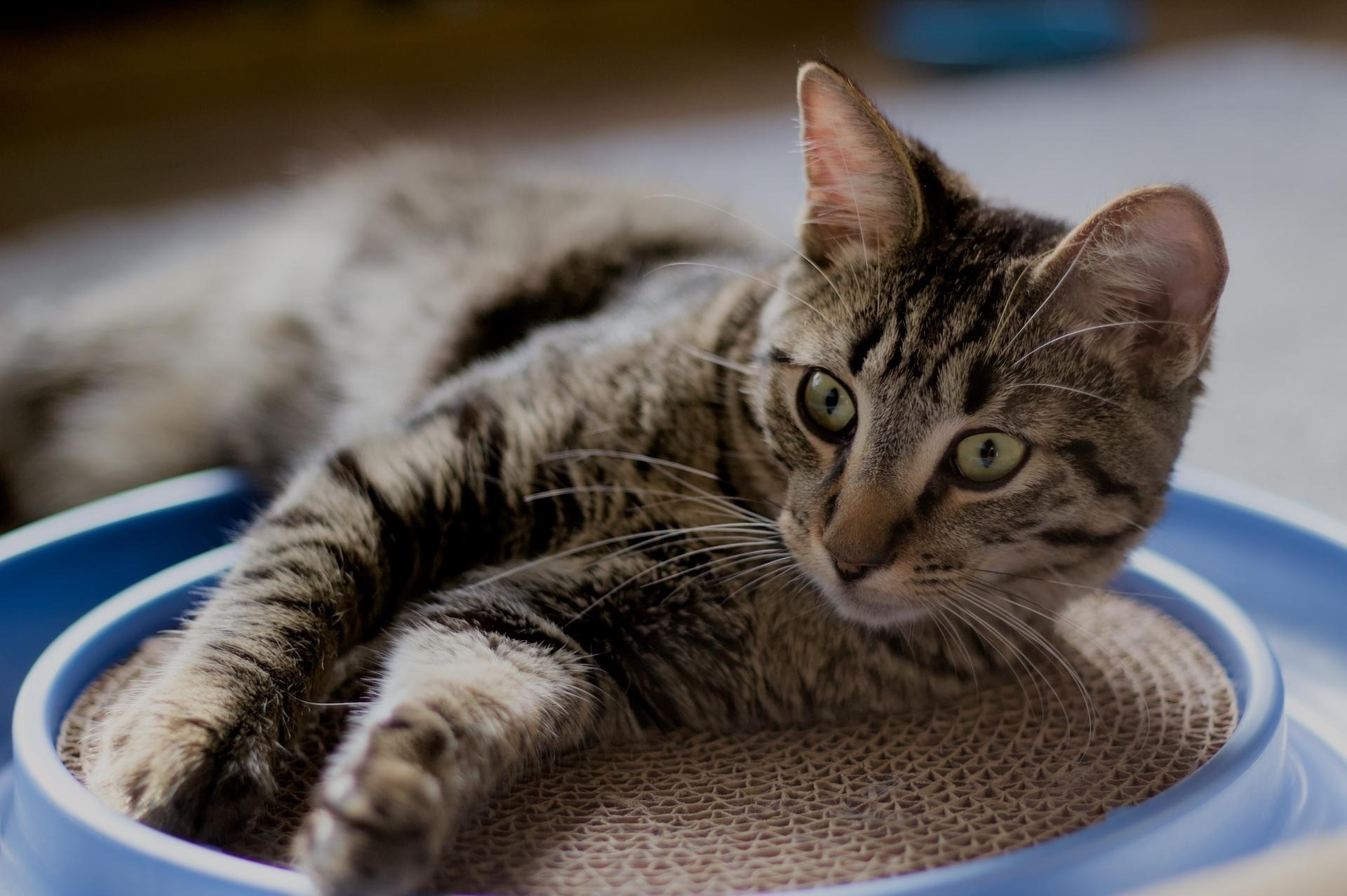 Rome, an adoptable Domestic Short Hair in Steinbach, MB, R5G 2B2 | Photo Image 1