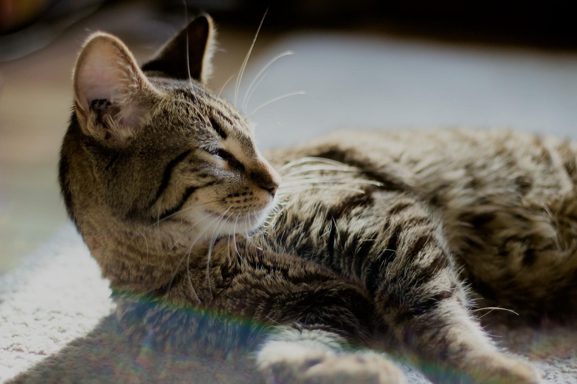 Rome, an adoptable Domestic Short Hair in Steinbach, MB, R5G 2B2 | Photo Image 2