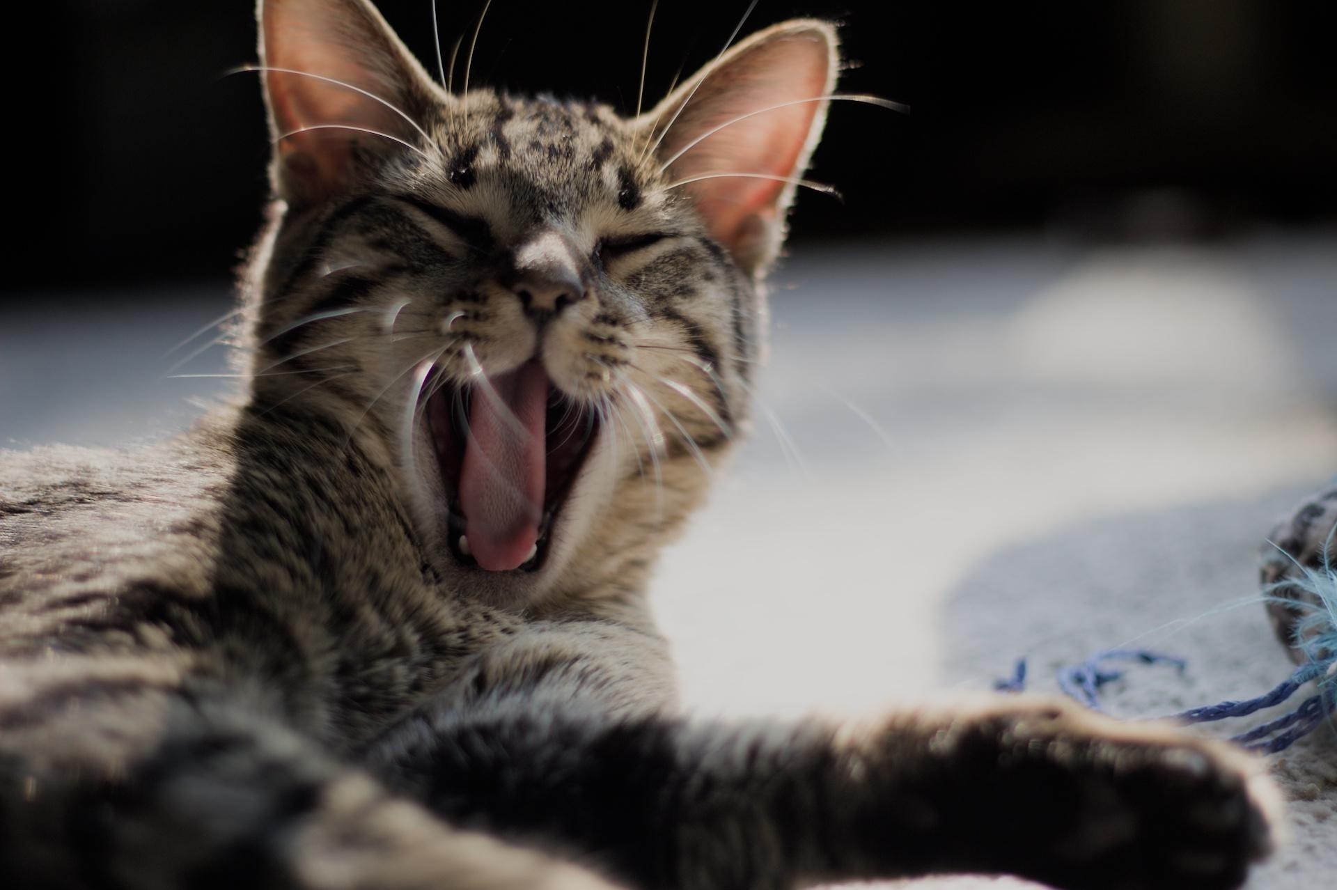 Rome, an adoptable Domestic Short Hair in Steinbach, MB, R5G 2B2 | Photo Image 3