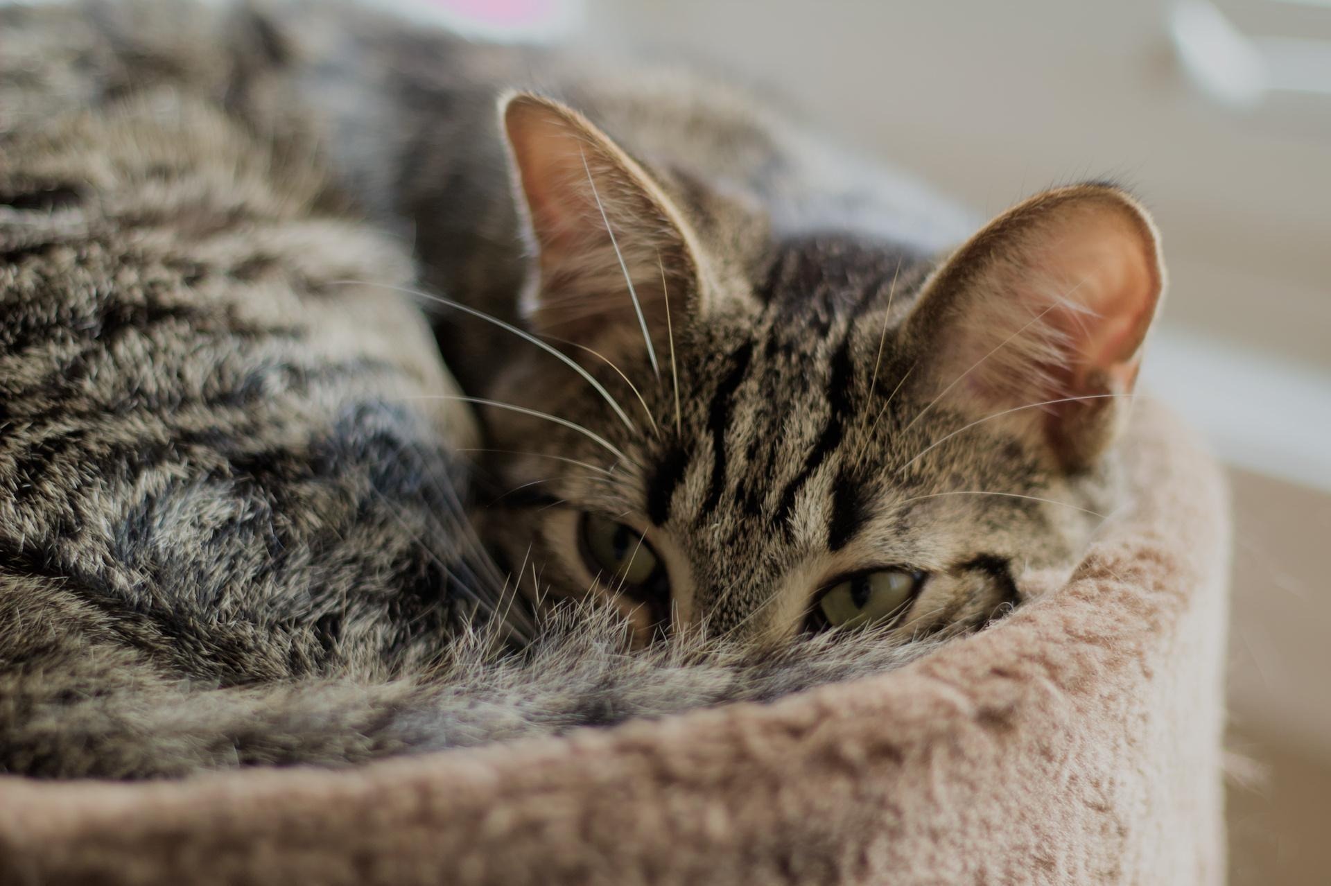 Rome, an adoptable Domestic Short Hair in Steinbach, MB, R5G 2B2 | Photo Image 5