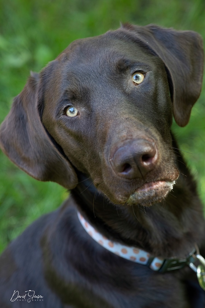 Chocolate labs hot sale for adoption