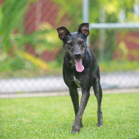 Margot, an adoptable Mixed Breed in Kailua Kona, HI, 96740 | Photo Image 3
