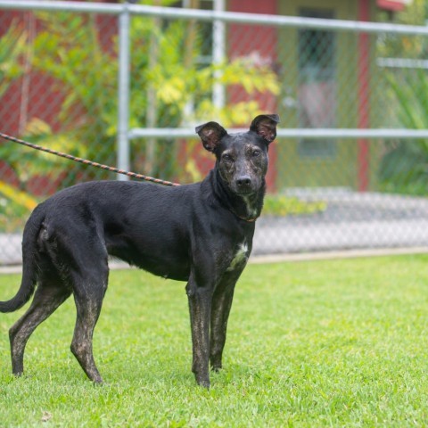Margot, an adoptable Mixed Breed in Kailua Kona, HI, 96740 | Photo Image 4