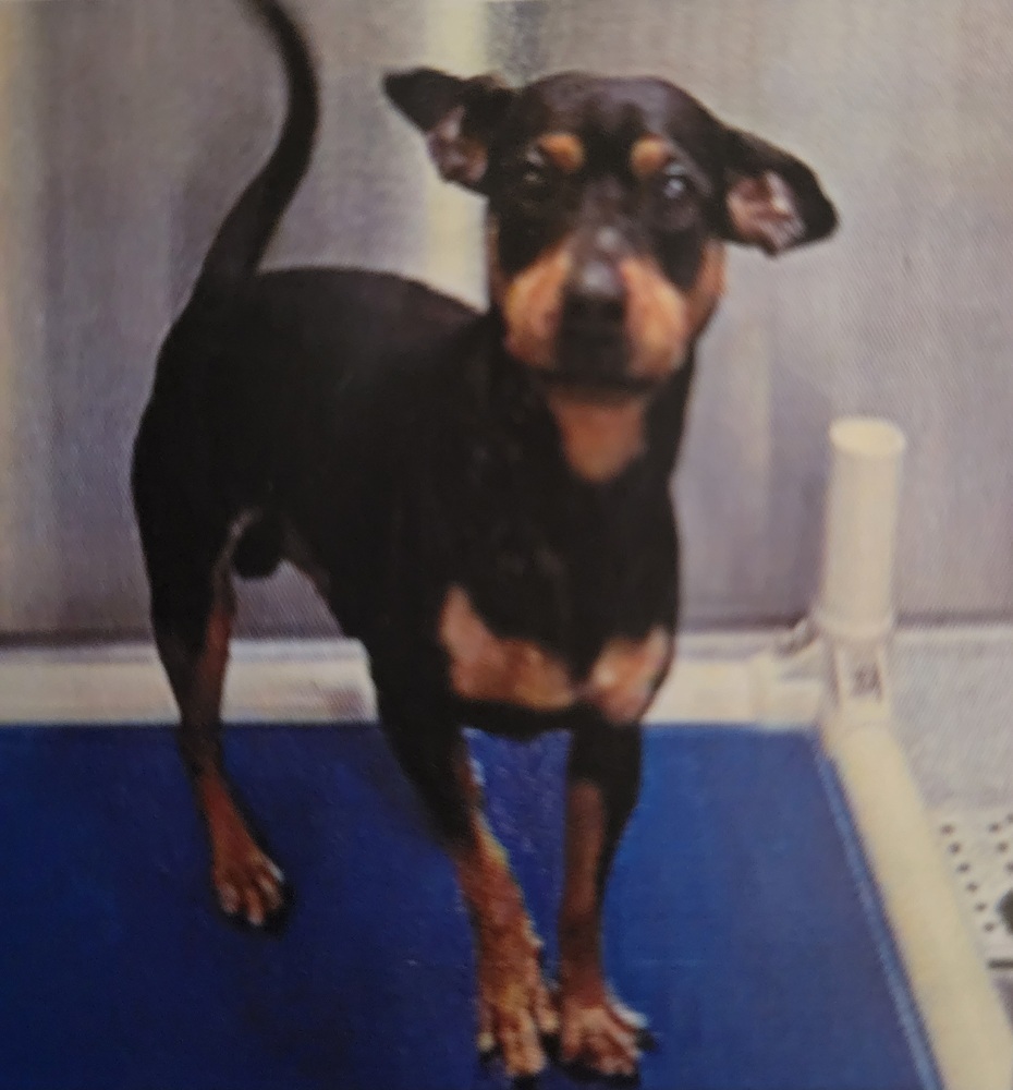 Gavin, an adoptable Dachshund, Chihuahua in Herriman, UT, 84096 | Photo Image 1