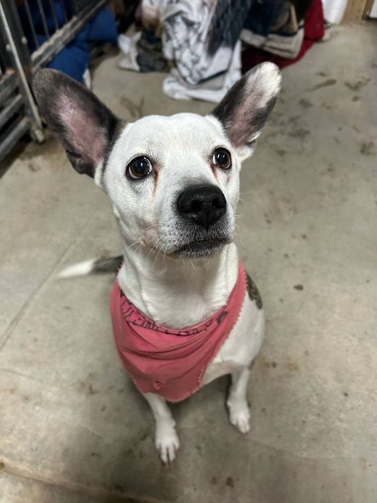 Athena, an adoptable Parson Russell Terrier in Herriman, UT, 84096 | Photo Image 2