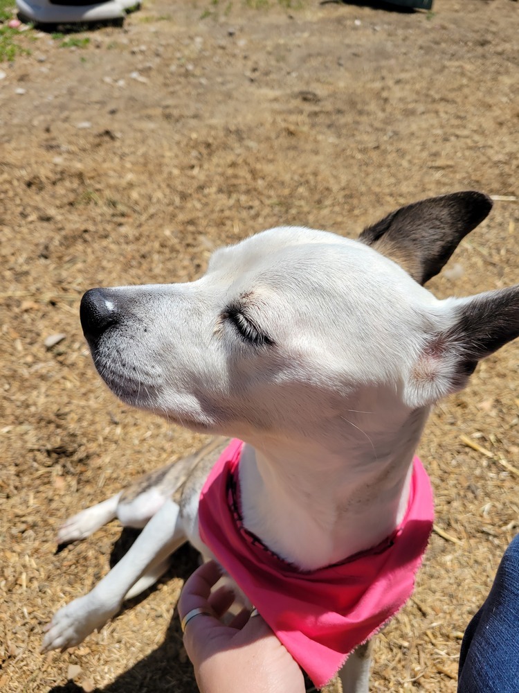 Athena, an adoptable Parson Russell Terrier in Herriman, UT, 84096 | Photo Image 3