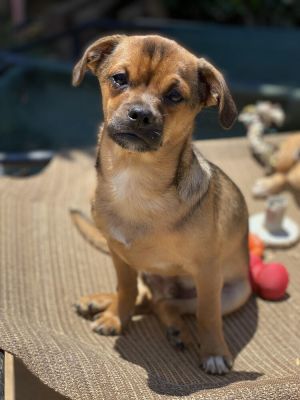 Dog for adoption BAILEY a Chihuahua Pug Mix in Beaumont CA