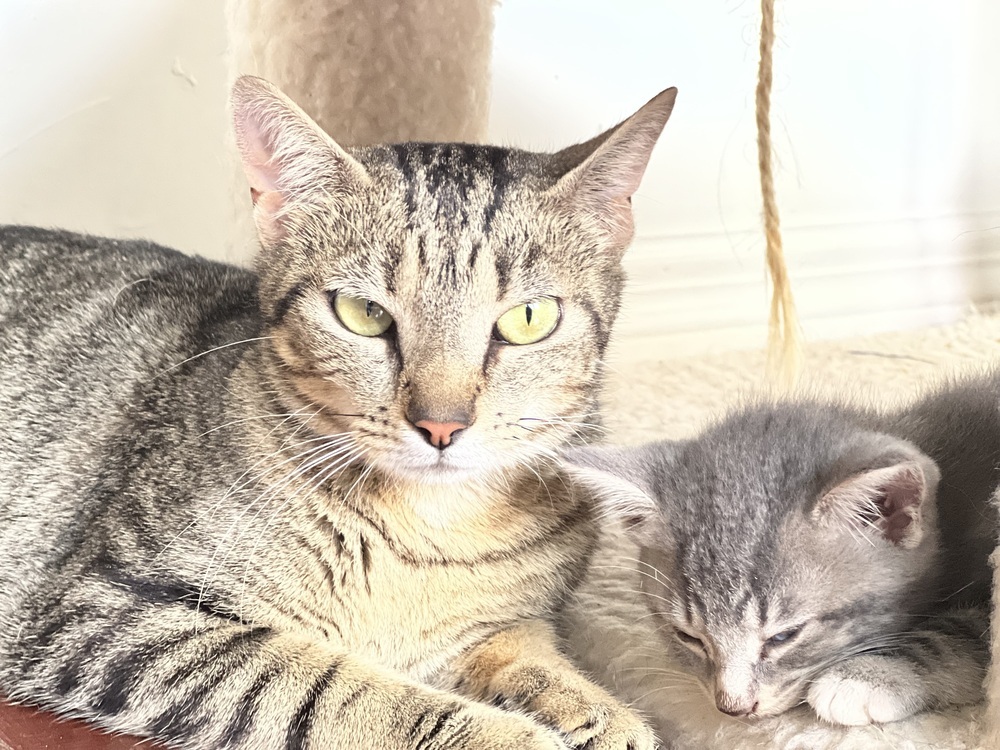 Mama Sunnie, an adoptable Domestic Short Hair in Virginia Beach, VA, 23455 | Photo Image 1