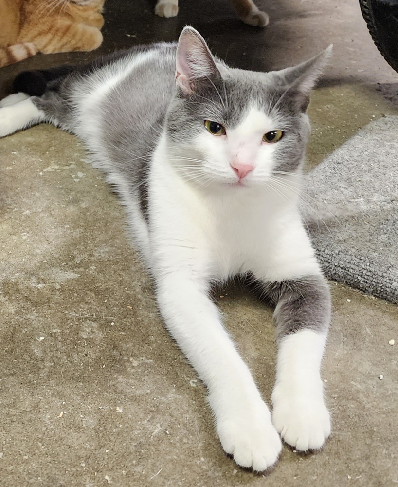 Charlotte, an adoptable Domestic Short Hair in Evergreen, CO, 80439 | Photo Image 5