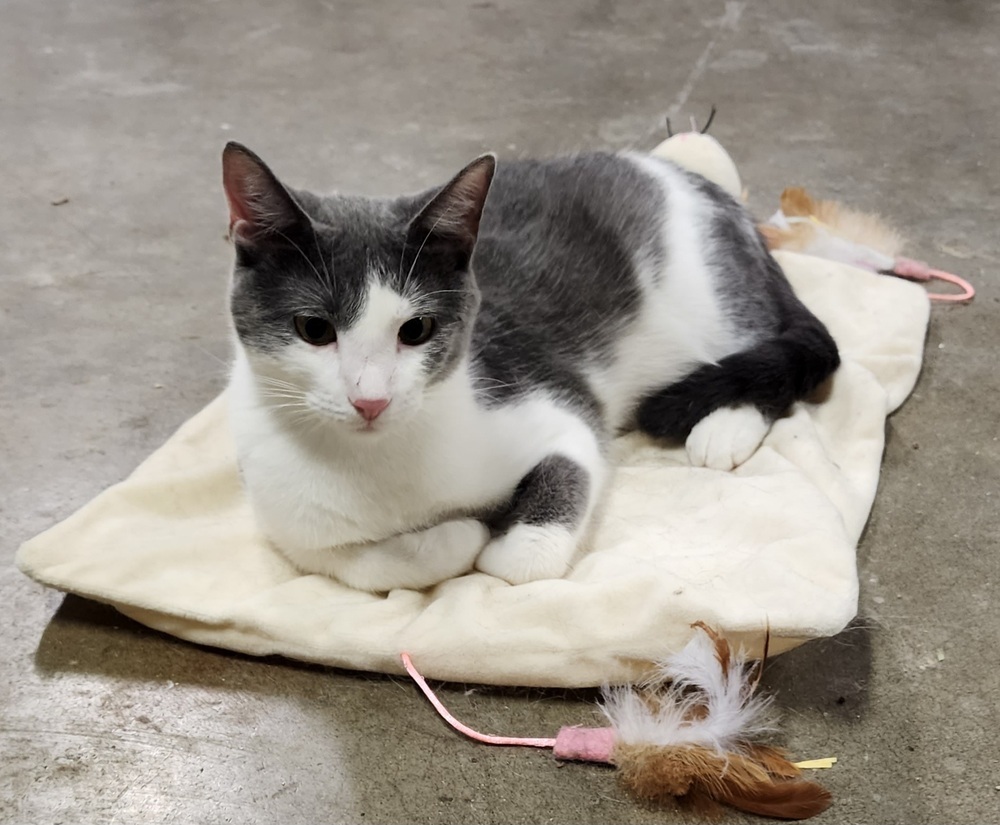 Charlotte, an adoptable Domestic Short Hair in Evergreen, CO, 80439 | Photo Image 6