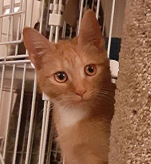 Poppy, an adoptable Domestic Short Hair in Lebanon, OR, 97355 | Photo Image 4