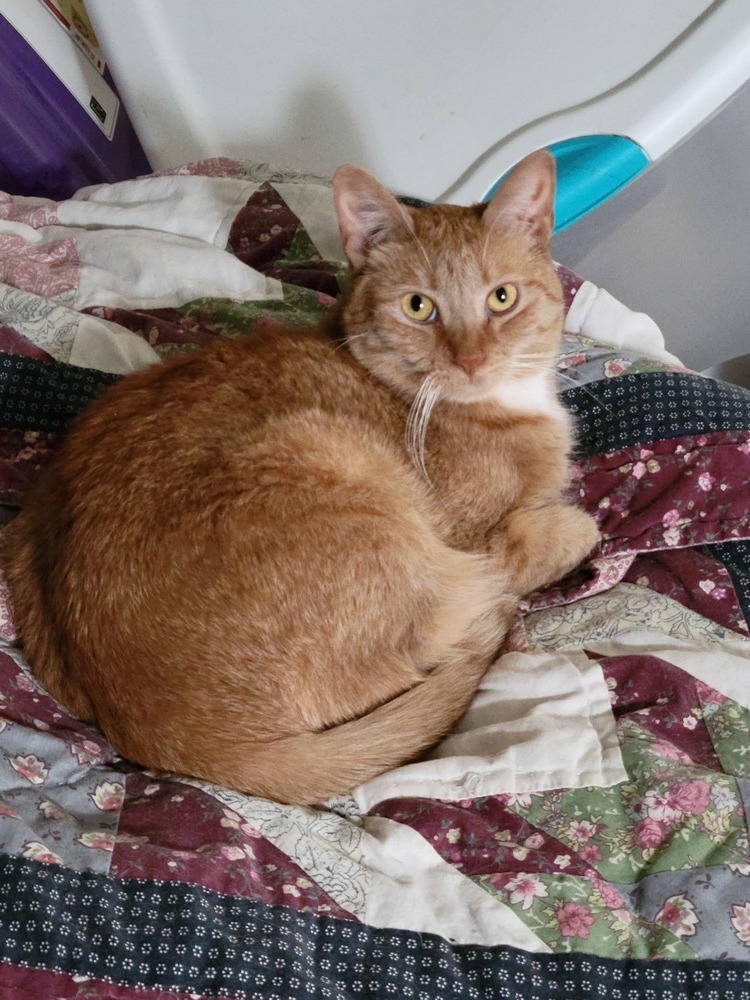 Poppy, an adoptable Domestic Short Hair in Lebanon, OR, 97355 | Photo Image 5