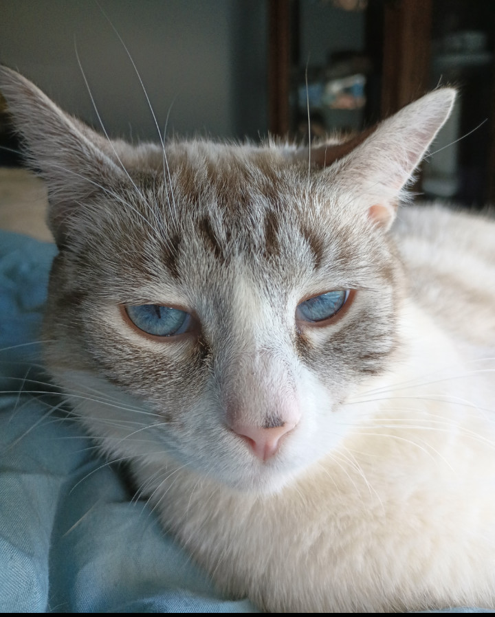 Tiny, an adoptable Domestic Short Hair in Lebanon, OR, 97355 | Photo Image 1