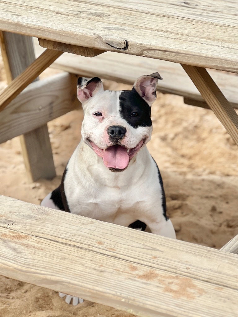 Patches, an adoptable Mixed Breed in Muskegon, MI, 49442 | Photo Image 1