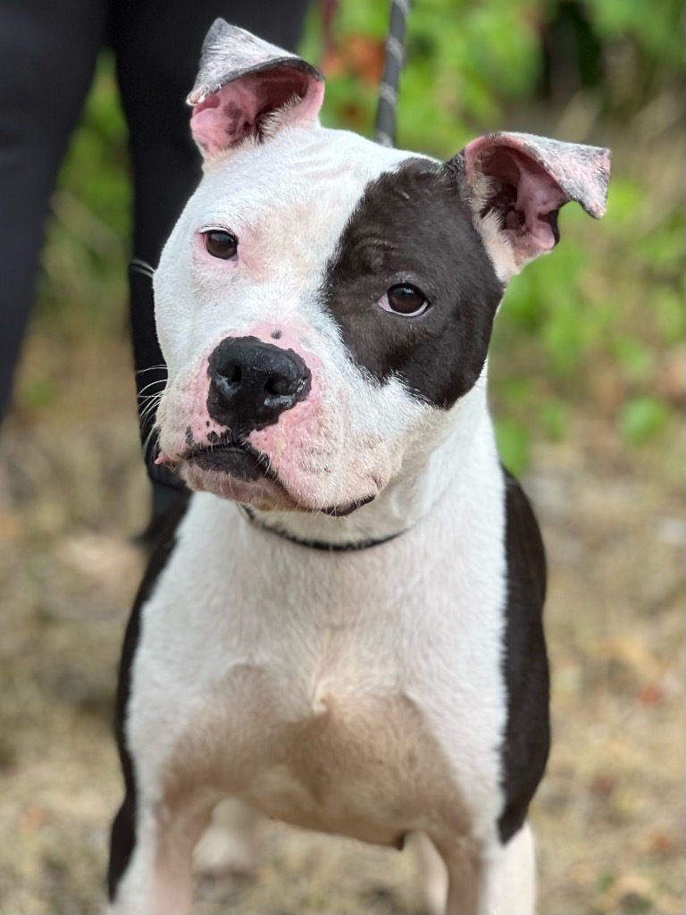 Patches, an adoptable Mixed Breed in Muskegon, MI, 49442 | Photo Image 2