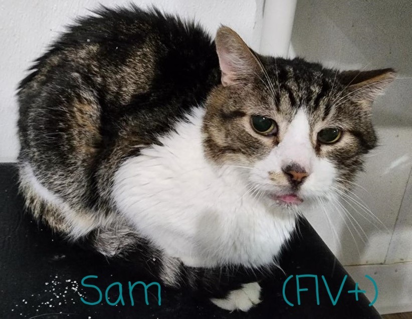 Sam, an adoptable Domestic Short Hair in St. Louis, MO, 63119 | Photo Image 2