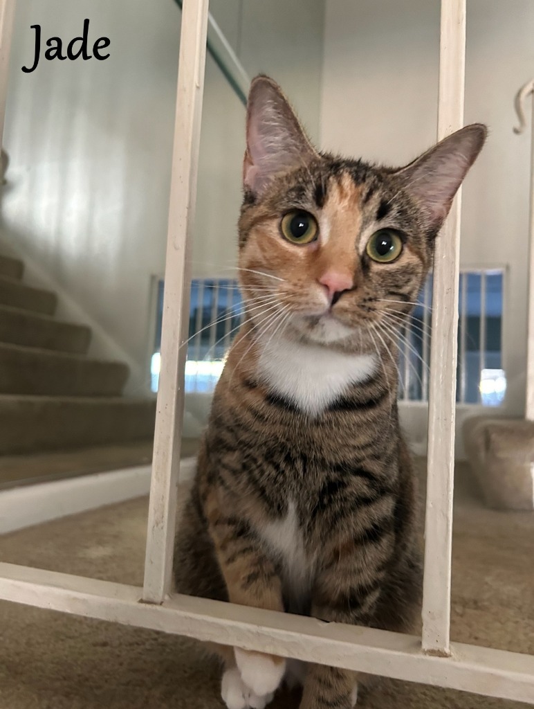 Jade, an adoptable Domestic Short Hair in Hoover , AL, 35226 | Photo Image 1