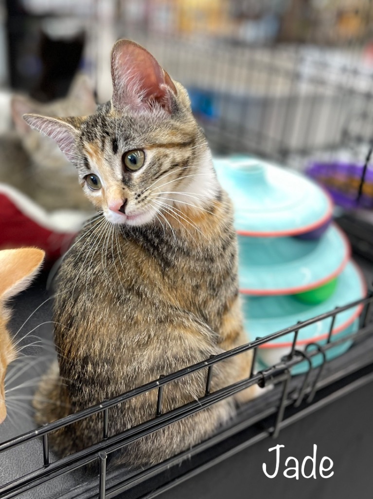 Jade, an adoptable Domestic Short Hair in Hoover , AL, 35226 | Photo Image 4