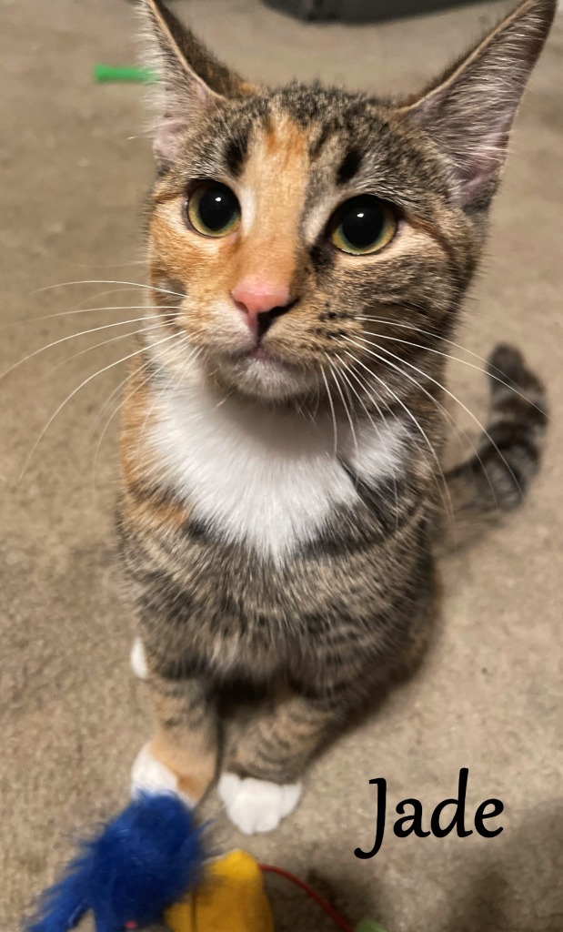 Jade, an adoptable Domestic Short Hair in Hoover , AL, 35226 | Photo Image 5