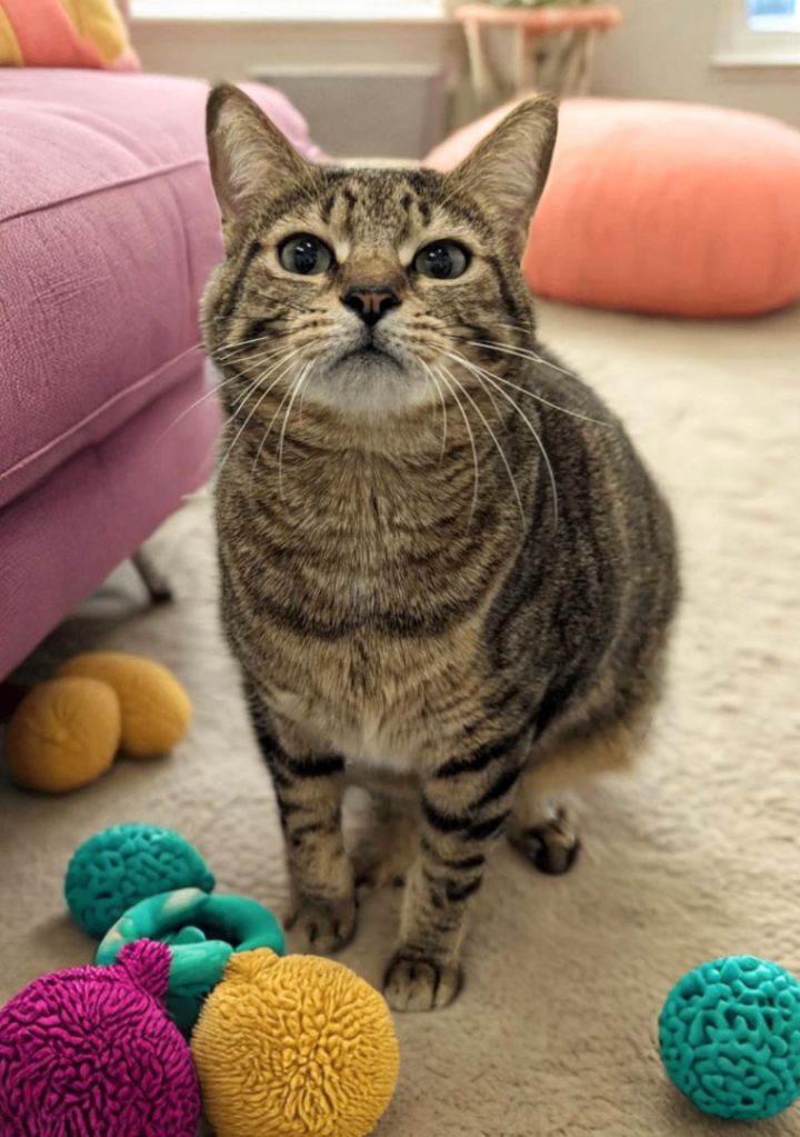 Cat for adoption Tabby a Domestic Short Hair Tabby Mix in