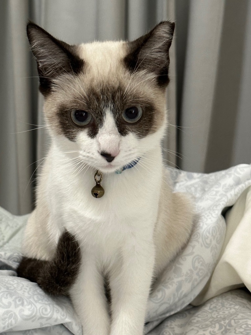 Bandito INDOOR ONLY , an adoptable Snowshoe, Siamese in Stockton, CA, 95212 | Photo Image 5