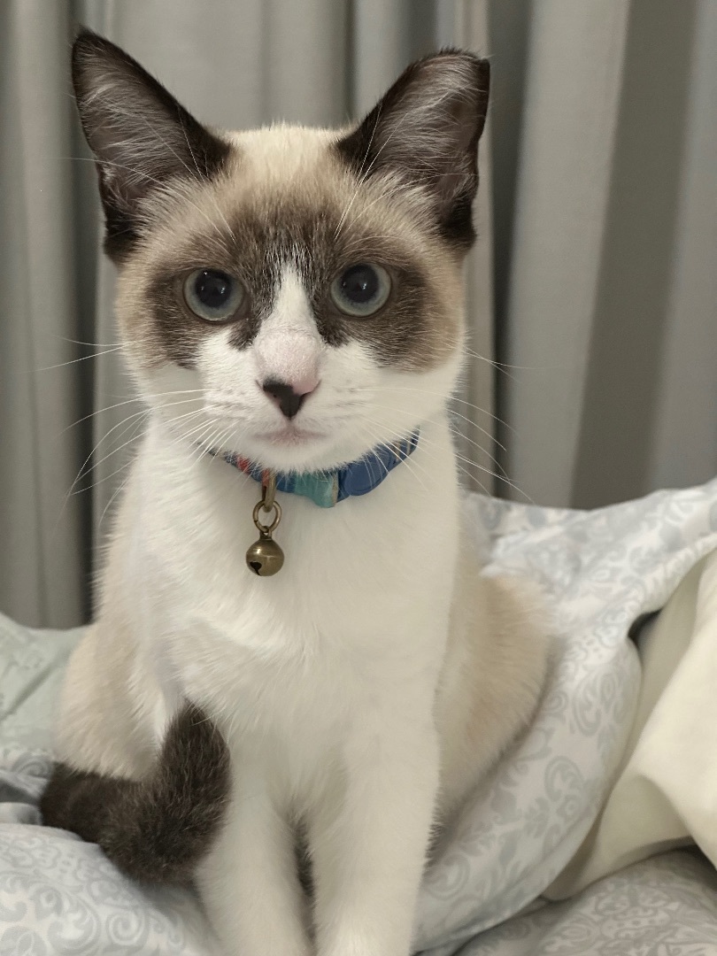 Bandito INDOOR ONLY , an adoptable Snowshoe, Siamese in Stockton, CA, 95212 | Photo Image 1