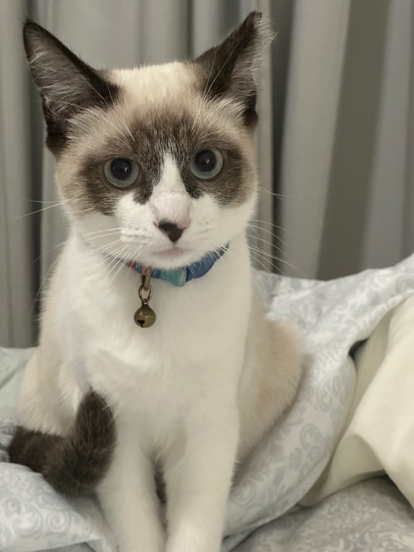 Bandito INDOOR ONLY , an adoptable Snowshoe, Siamese in Stockton, CA, 95212 | Photo Image 6